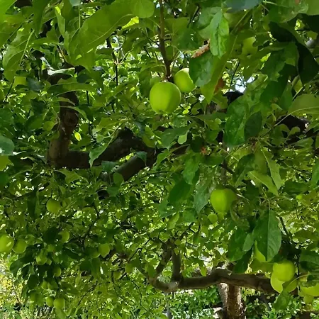 Ferienhaus L'atelier Du Temps - La Sarrolein *